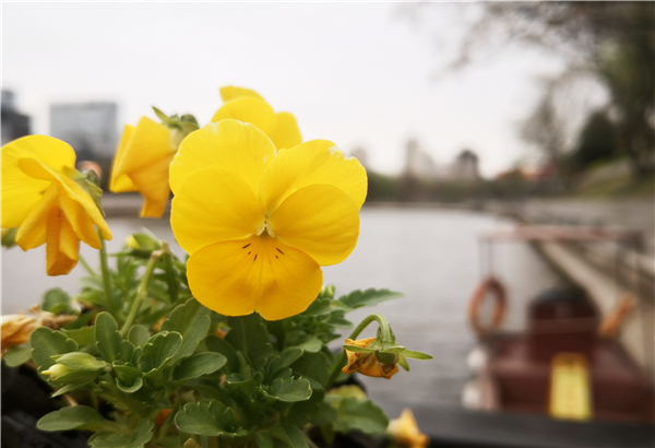 1585902643456882.png 图片1_副本.png