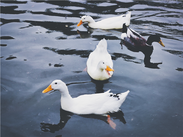 1585902678465845.png 图片2_副本.png