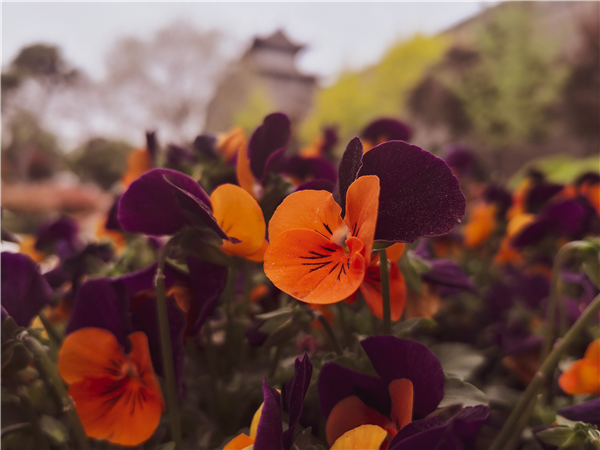 1585902704576509.png 图片3_副本.png