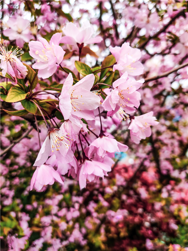 1585902750537543.png 图片5_副本.png