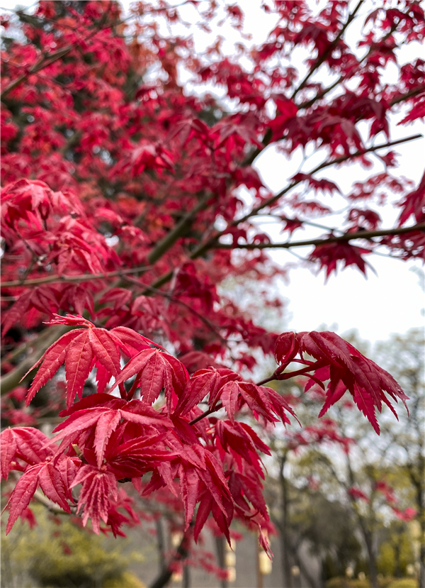 1585902774949160.png 图片6_副本.png