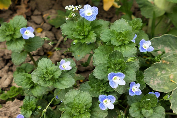 1586310360260987.png 15_副本.png