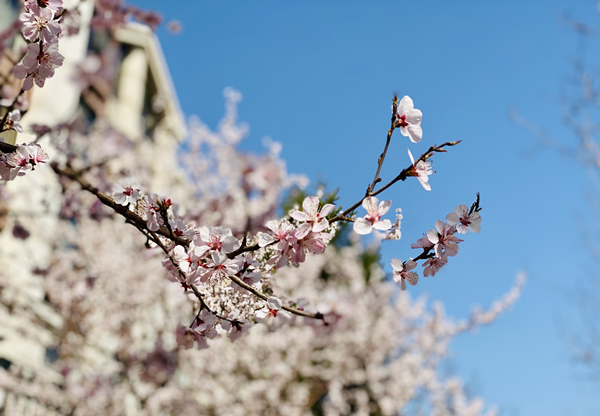 1586511396598001.png 图片1_副本.png