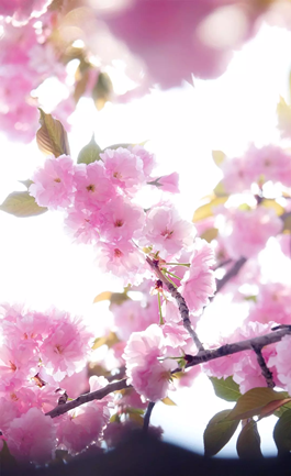 1586768120657194.png 樱花_副本.png