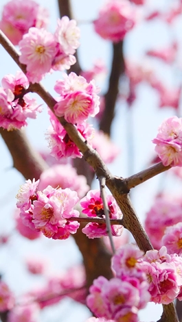 1586768137937231.jpg 樱花3_副本.jpg