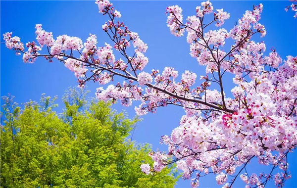 1586768144243170.jpg 樱花2_副本.jpg