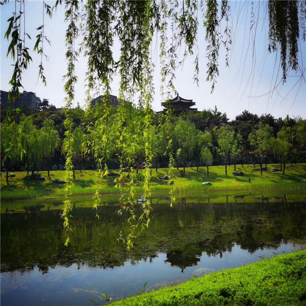 1586768177419242.jpg 柳树2_副本.jpg