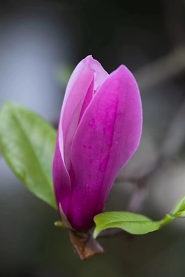 1586768208149687.jpg 玉兰1_副本.jpg