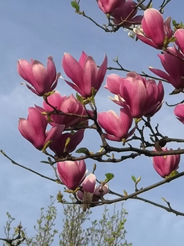 1586768215651541.jpg 玉兰2_副本.jpg