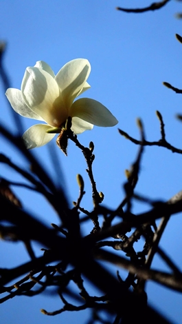 1586768222963455.jpg 玉兰3_副本.jpg