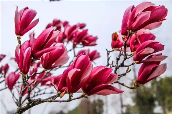 1586768230713600.jpg 玉兰_副本.jpg