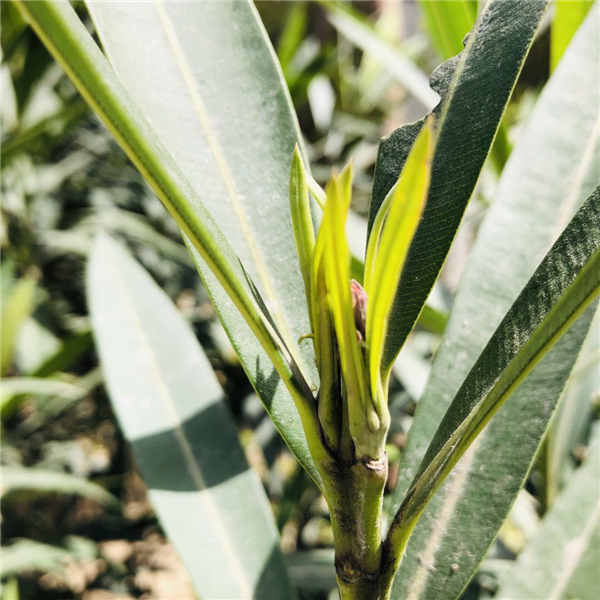 1587003796394432.png 图片4_副本.png