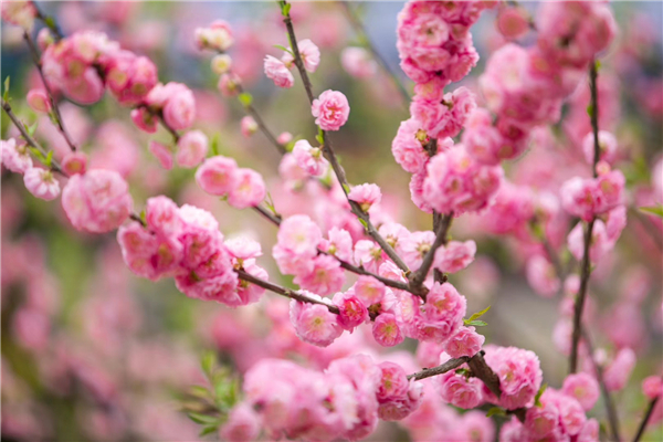 1587471331119405.jpg 4 (4)_副本.jpg