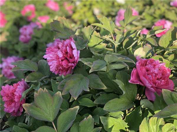 1587472120313974.png 图片4_副本.png