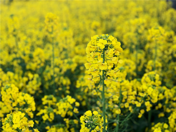 1587480383747873.png 图片 3_副本.png