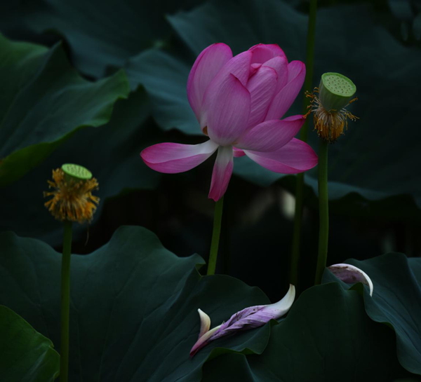 1591950845987673.png 图片10_副本.png