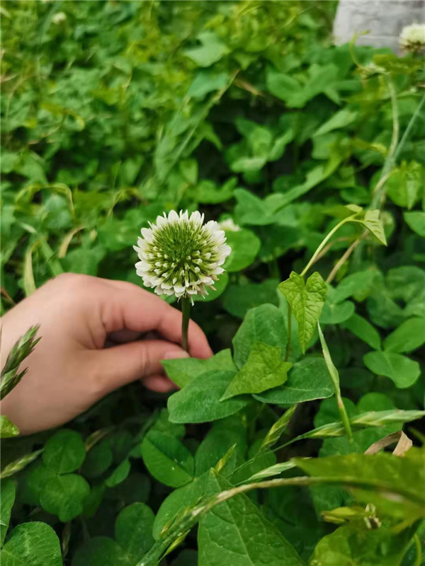 1618571569561857.png 图片4_副本.png