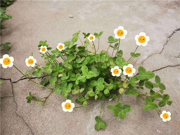 1618571601453218.png 图片6_副本.png