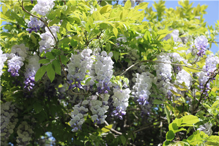 1680251662630621.jpg 图片2_副本.jpg